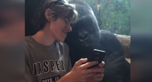WATCH: This Gorilla’s reaction to pictures of other Gorillas will melt your heart