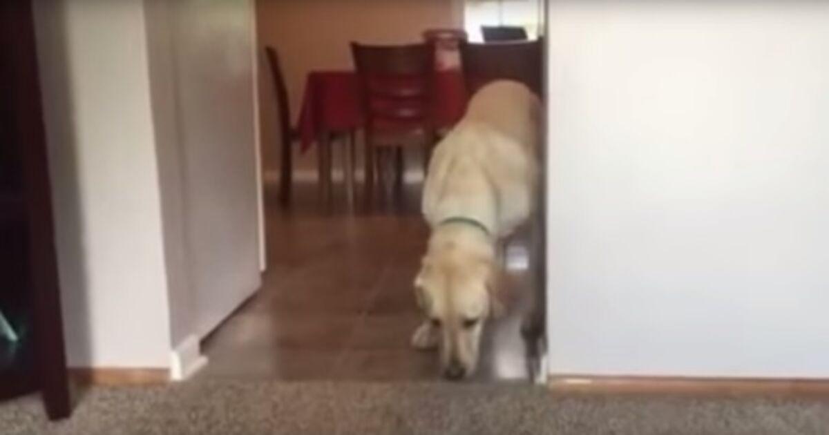 VIDEO Dog conquers irrational fear of living room carpets