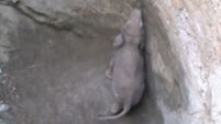 VIDEO: Baby elephant rescued from deep well in India