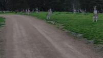 WATCH: Cyclist is freaked out by ‘zombie’ kangaroo army