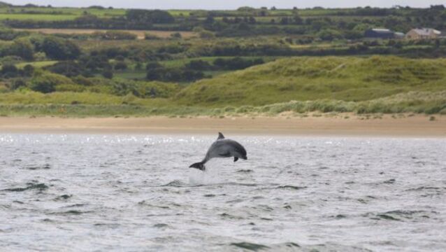 Consultants to review Shannon tourism group
