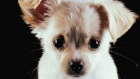 Abandoning animals - Don&rsquo;t do it!