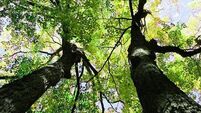 National Tree Week: Plant one