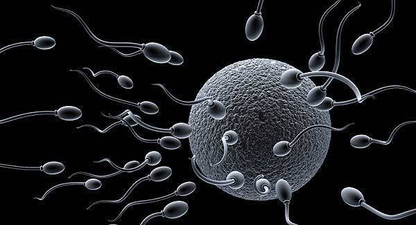Egg donation will blur family relationships