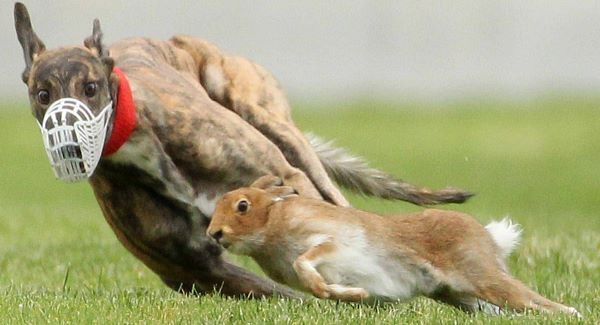Coursing candidate missed his chance