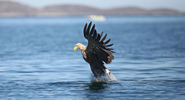 Eagles almost re-established - Eagles may have a future here