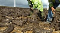 Bog restoration - Changing times on the bogs