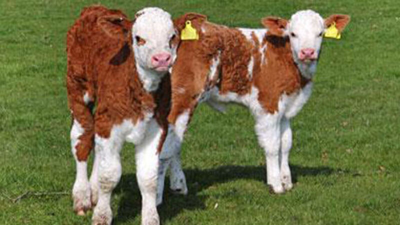 Advice for dairy farmers: Genomics can help double Irish production Advice for dairy farmers: Genomics can help double Irish production