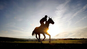 Field sizes to be reduced at Cheltenham Festival