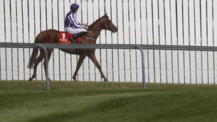 Australia rated joint top champion colt