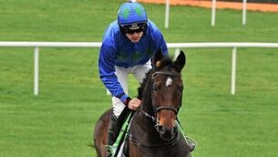 John Francome says Hurricane Fly has got to be a knocking each-way bet