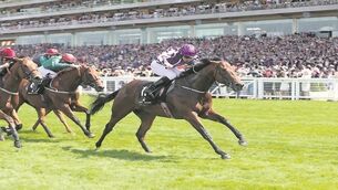 Classy Curvy could be Derby-bound