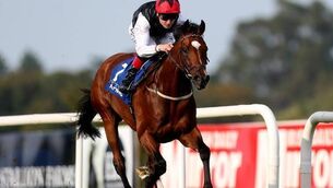 Dermot Weld flying high with Free Eagle