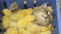 Take a look at this cat chilling out in a basket of tiny yellow chickens