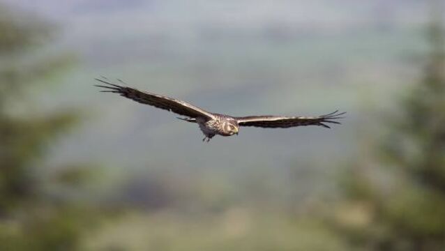 Delays to hen harrier project &lsquo;unacceptable&rsquo;