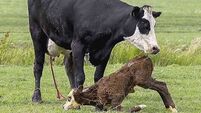 Calf births up 130,000, or 9% so far this year
