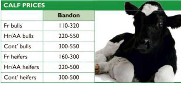 Cattle marts report: Steady sales as marts drive on, at a safe remove from global economic upheavals