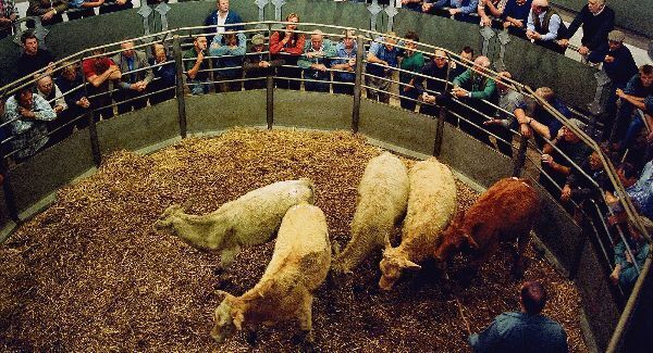 Cattle futures investors had fifth profitable year in a row