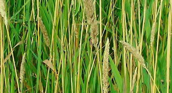 Farming Q&A: Weeds reduce grass yield and prevent grazing