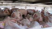 Pig farmers welcome 4c rise