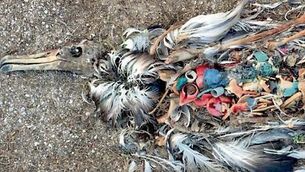 &lsquo;Islands&rsquo; of plastic waste larger than the USA are killing our ocean life