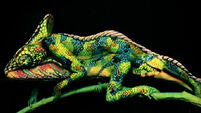 Can you guess what this chameleon is made of?