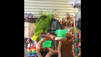 VIDEO: This parrot does an amazing cover of that song from The Lego Movie