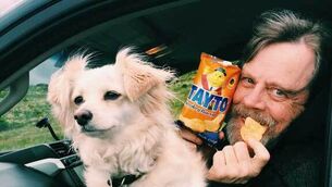 Mark Hamill awakens dark side among crisp lovers