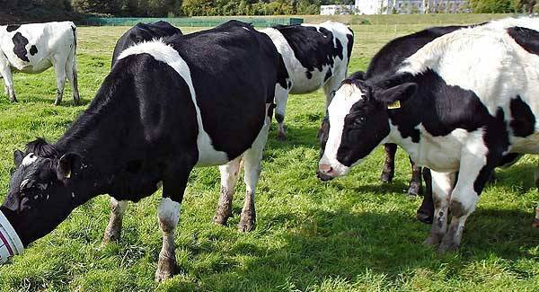 Technology underpins Irish dairy expansion