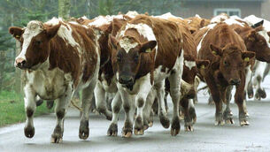 QUIRKY WORLD ... Farmers get the call to help labour moovement