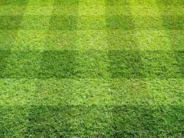 A perfect lawn, just reward for the toil of mowing it. A perfect lawn, just reward for the toil of mowing it.