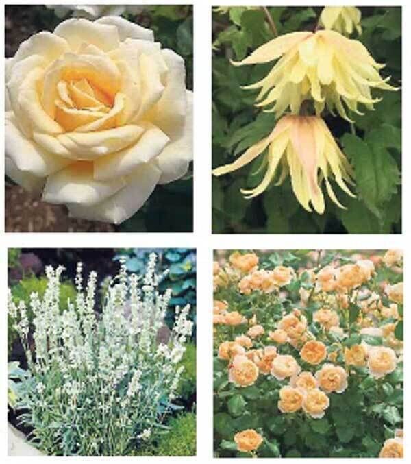 Right, clockwise, the Mary Berry rose, Clematis Koreana in Amber, Lavandula Silver Line (in aid of the Silver Line charity), and the Roald Dahl centenary rose.