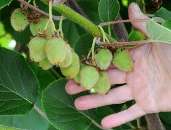 Some of Zwena McCullough’s first crop of kiwi fruit grown in a home-made polytunnel.
