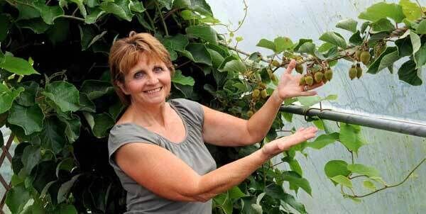 Some of Zwena McCullough’s first crop of kiwi fruit grown in a home-made polytunnel.