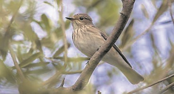 Nature Table: The Spotted Flycatcher