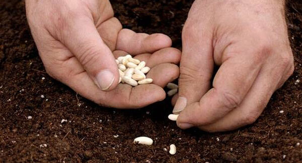 Fiann's gardening tips