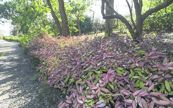 A plant named in honour of Ambrose Congreve’s wife Pseudowintera Majorie Congreve