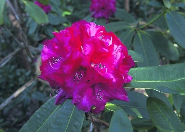Banks of rhododendron, above, are a feature of the gardens at Mount Congreve, which is renowned for over two thousands varieties of the species.