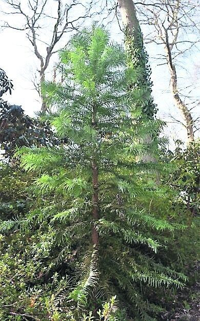 PinusWollemi are as rare in the plant world as finding a living dinosaur