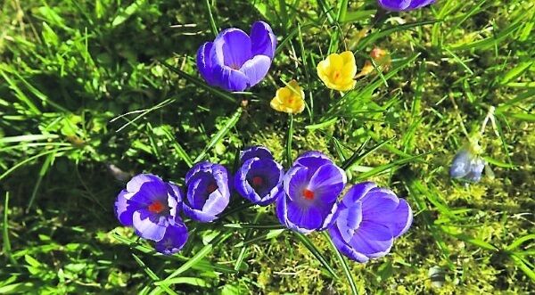 In spring, the crocus and daffodils get a chance to show off before the star varieties take the stage