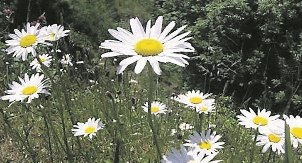Nature table: Daisies