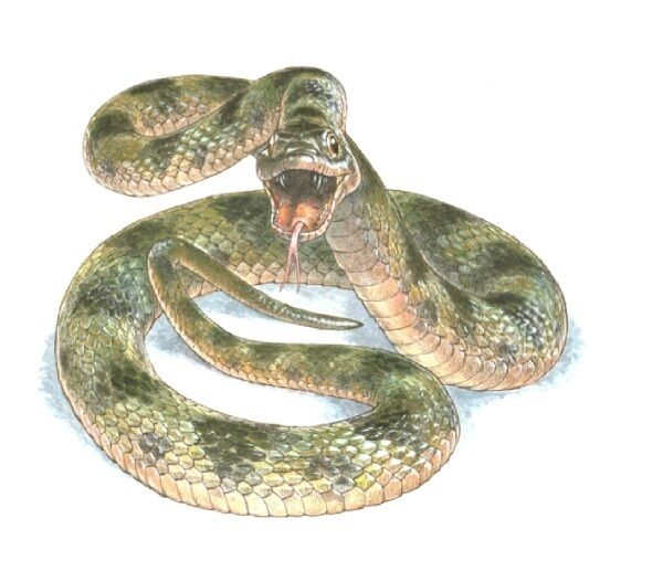 Snake colour reconstruction Credit: Jim Robbins Snake colour reconstruction Credit: Jim Robbins