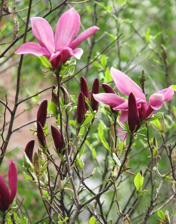 Offering a longer flowering period than the Magnolia ‘Susan’ Offering a longer flowering period than the Magnolia ‘Susan’
