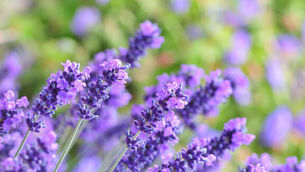 Flowers that can set you adrift on a sensory sojourn