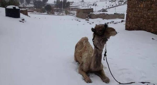 Birth of camels since arrival of circus in Ireland raises serious questions