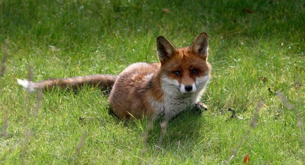 Drag-hunting would save foxes and farmers