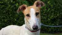 Exporting greyhounds part of shameful industry