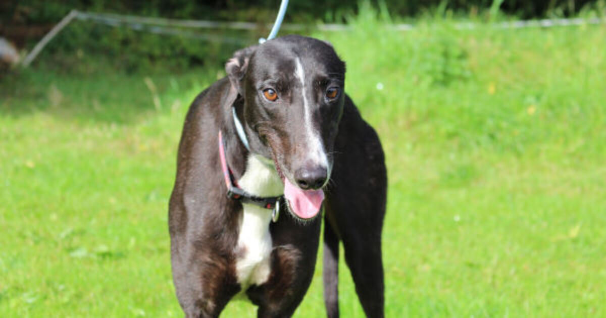 Export of Irish greyhounds to China raises concerns on dog welfare