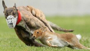 ‘Missing Clonmel's National Coursing Meeting was like missing Christmas’