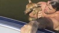 Fawn saved from middle of lake in Texas